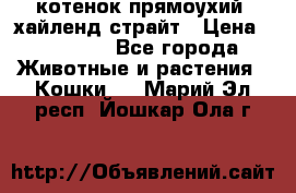 котенок прямоухий  хайленд страйт › Цена ­ 10 000 - Все города Животные и растения » Кошки   . Марий Эл респ.,Йошкар-Ола г.